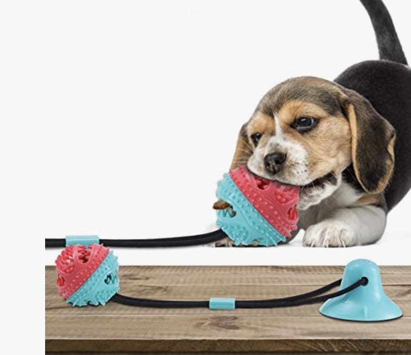 Damit hat dein Vierbeiner so richtig Spaß: Hundespielzeug mit Saugnapf – 40% Rabatt