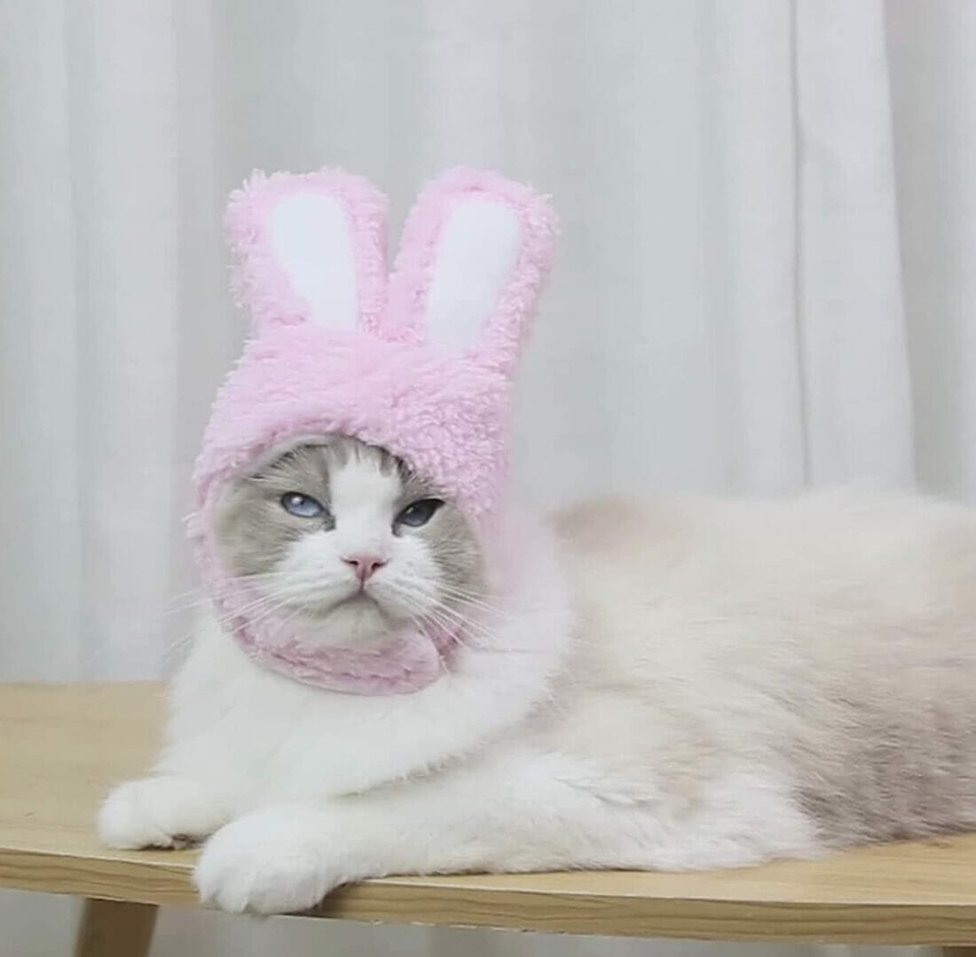 Allegorly Haustier Hut mit Hasenohren – 70% Rabatt