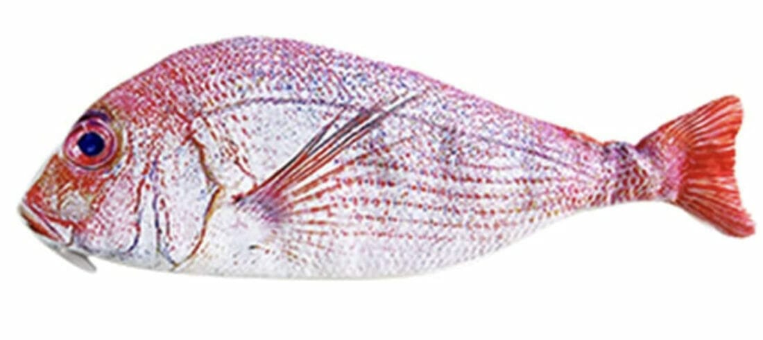 Ahagogo Federmäppchen – 70% Rabatt