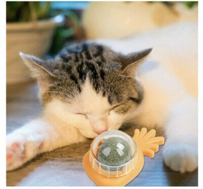 Katzen