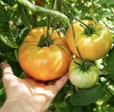 Tomaten Samen Set1