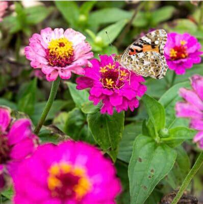 Schmetterlingstreff Blumenmischung: Premium Samen für bunte Blumenwiesen. Insektenfreundlich, mehrjährig & einjährig.