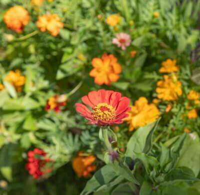 OwnGrown Balkon Blumenmischung