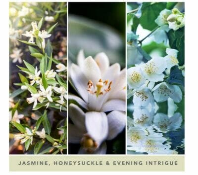 Entdecke betörenden Midnight Jasmine Duft: Große Yankee Candle Kerze mit langer Brenndauer.