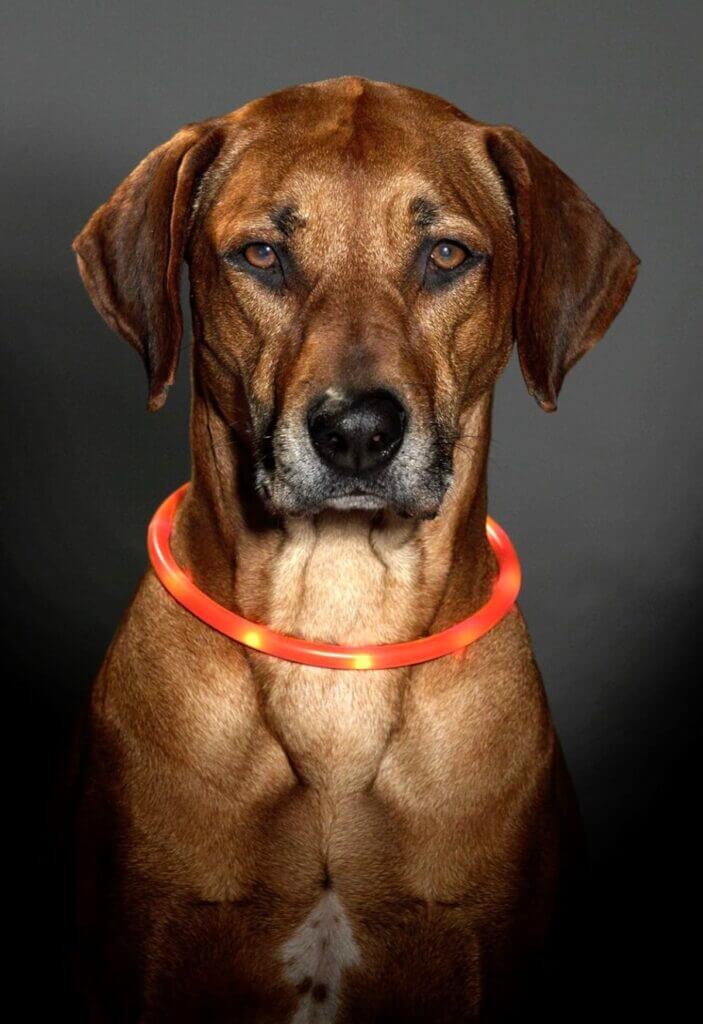 Karlie Visio Light LED Schlauchhalsband – 49% Rabatt