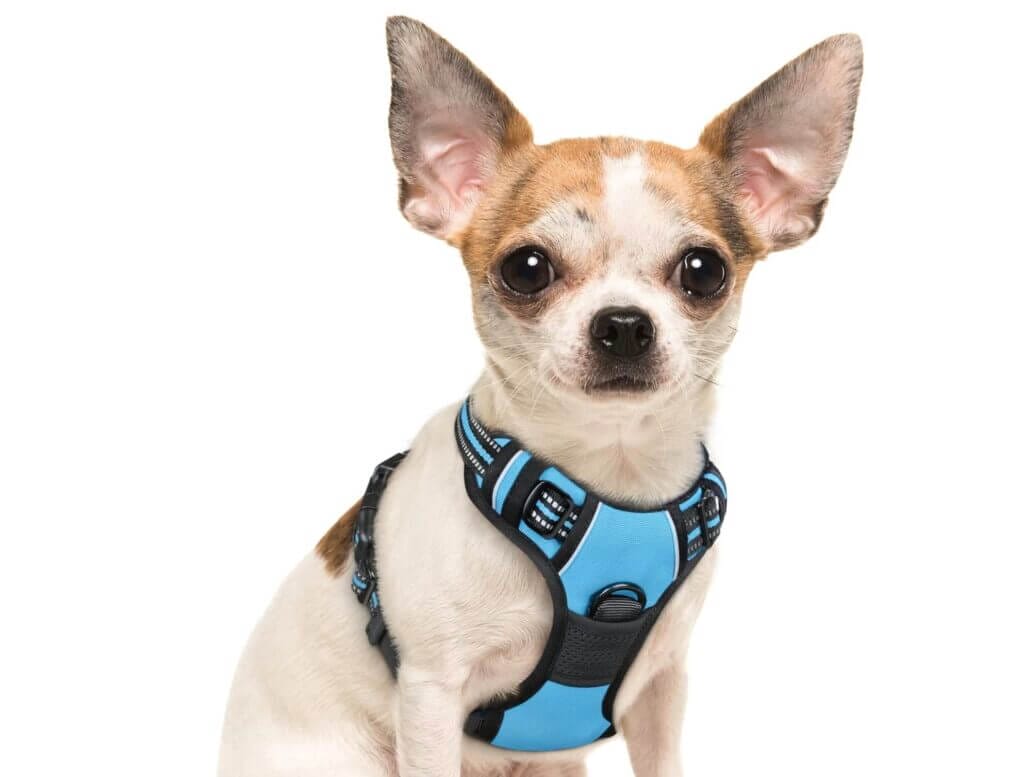 Hundegeschirr für kleine und große Hunde – 50% Rabatt