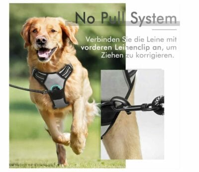 Hundegeschirr für kleine Hunde: Bequem, sicher, stilvoll.