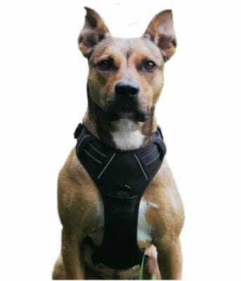 No Pull Hundegeschirr