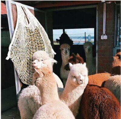 Heusack für alle Tiere perfekt 