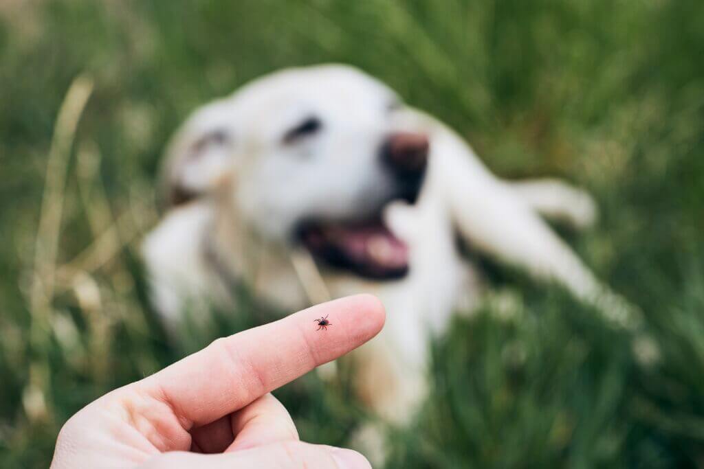 Zeckenschutz bei Hunden ist wichtig für Mensch und Tier. Hier abgebildet sieht man eine Zecke auf dem Finger eines Menschen mit seinem Hunde im Hintergrund