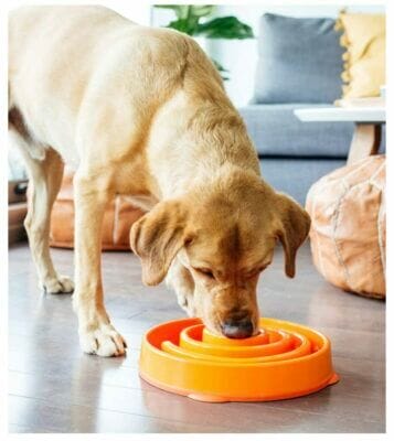 fun feeder