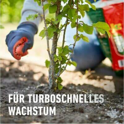 Eine Heckenpflanze die mit Compo Heckenturbo gedüngt wird