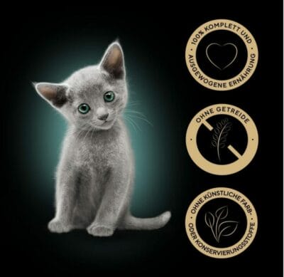 kleine graue Katze mit grünen Augen und den Vorteilen von Sheba Nassfutter