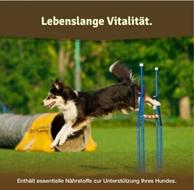 Veddelholzer Gelenktabletten für Hunde – Grünlippmuschel und MSM zur Förderung der Gelenkgesundheit und Mobilität.