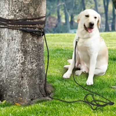 HAPPY HACHI Schleppleine